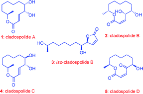 Graphical abstract: A flexible and unified strategy for syntheses of cladospolides A, B, C, and iso-cladospolide B