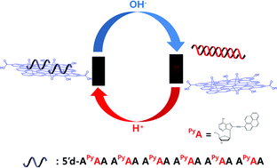 Graphical abstract: pH-Responsive self-duplex of PyA-substituted oligodeoxyadenylate in graphene oxide solution as a molecular switch