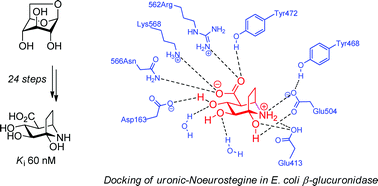 Graphical abstract: Synthesis of uronic-Noeurostegine – a potent bacterial β-glucuronidase inhibitor