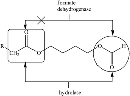Graphical abstract: Formate dehydrogenase - a biocatalyst with novel applications in organic chemistry