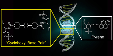 Graphical abstract: Cyclohexyl “base pairs” stabilize duplexes and intensify pyrene fluorescence by shielding it from natural base pairs