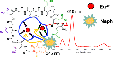 Graphical abstract: Luminescent lanthanide-binding peptides: sensitising the excited states of Eu(iii) and Tb(iii) with a 1,8-naphthalimide-based antenna