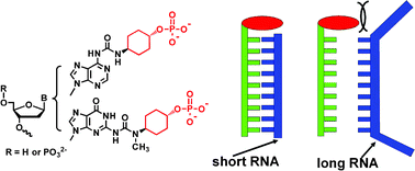 Graphical abstract: Short-RNA selective binding of oligonucleotides modified using adenosine and guanosine derivatives that possess cyclohexyl phosphates as substituents