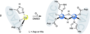 Graphical abstract: Triazacyclophane (TAC)-scaffolded histidine and aspartic acid residues as mimics of non-heme metalloenzyme active sites