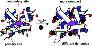 Graphical abstract: Effect of terbium(iii) on the binding of aromatic guests with sodium taurocholate aggregates