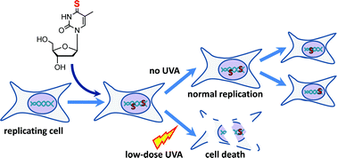 Graphical abstract: 4-thiothymidine sensitization of DNA to UVA offers potential for a novel photochemotherapy
