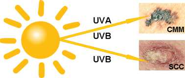 Graphical abstract: UVA, UVB and incidence of cutaneous malignant melanoma in Norway and Sweden
