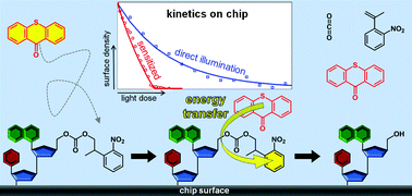 Graphical abstract: Diffusion-controlled sensitization of photocleavage reactions on surfaces