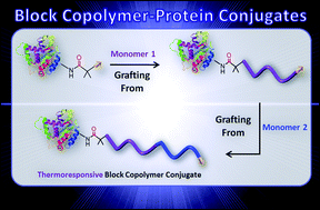 Graphical abstract: Block copolymer conjugates prepared by sequentially grafting from proteinsvia RAFT