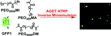 Graphical abstract: Covalently incorporated protein–nanogels using AGET ATRP in an inverse miniemulsion