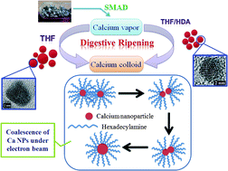 Graphical abstract: Colloidal calcium nanoparticles: digestive ripening in the presence of a capping agent and coalescence of particles under an electron beam