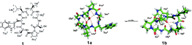 Graphical abstract: Experimental and computational insights into the conformations of tunicyclin E, a new cycloheptapeptide from Psammosilene tunicoides