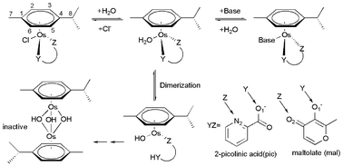 Graphical abstract: Aquation and dimerization of osmium(ii) anticancer complexes: a density functional theory study