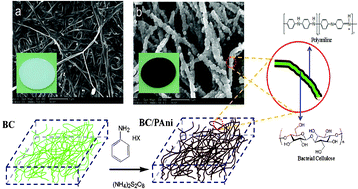 Graphical abstract: In situ nano-assembly of bacterial cellulose–polyaniline composites
