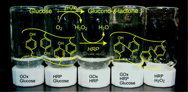Graphical abstract: Glucose-triggered co-enzymatic hydrogelation of aqueous polymer solutions