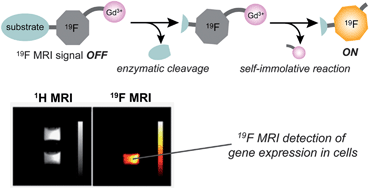 Graphical abstract: 19F MRI detection of β-galactosidase activity for imaging of gene expression