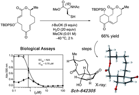 Graphical abstract: Quasi-biomimetic ring contraction promoted by a cysteine-based nucleophile: Total synthesis of Sch-642305, some analogs and their putative anti-HIV activities