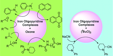 Graphical abstract: Iron oligopyridine complexes as efficient catalysts for practical oxidation of arenes, alkanes, tertiary amines and N-acyl cyclic amines with Oxone