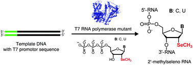 Graphical abstract: Enzymatic synthesis of 2′-methylseleno-modified RNA