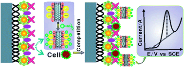 Graphical abstract: Lectin-based electrochemical biosensor constructed by functionalized carbon nanotubes for the competitive assay of glycan expression on living cancer cells