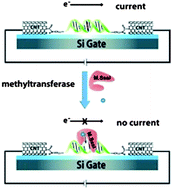 Graphical abstract: Transducing methyltransferase activity into electrical signals in a carbon nanotube–DNA device