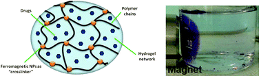 Graphical abstract: A novel strategy for engineering hydrogels with ferromagnetic nanoparticles as crosslinkers of the polymer chains. Potential applications as a targeted drug delivery system