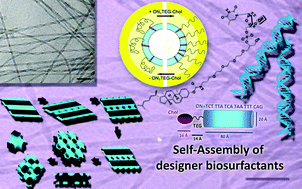 Graphical abstract: Self-assembly of designer biosurfactants