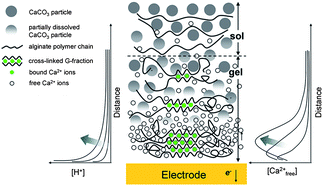 Graphical abstract: Mechanism of anodic electrodeposition of calcium alginate