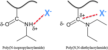 Graphical abstract: The effect of the Hofmeister series on the deswelling isotherms of poly(N-isopropylacrylamide) and poly(N,N-diethylacrylamide)