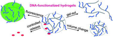 Graphical abstract: Oligonucleotide-functionalized hydrogels as stimuli responsive materials and biosensors