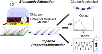Graphical abstract: Biomimetic fabrication of information-rich phenolic-chitosan films