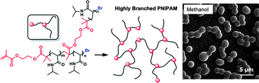 Graphical abstract: Tailoring the morphology of branched poly(N-isopropylacrylamide)via self-condensing atom-transfer radical copolymerization and its unique self-assembly behavior in alcohol