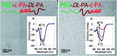 Graphical abstract: Block sequence affects thermosensitivity and nano-assembly: PEG-l-PA-dl-PA and PEG-dl-PA-l-PA block copolymers
