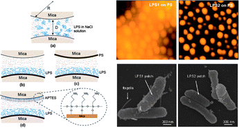 Graphical abstract: Understanding the molecular interactions of lipopolysaccharides during E. coli initial adhesion with a surface forces apparatus