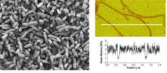 Graphical abstract: Bacterial nanowires: conductive as silicon, soft as polymer