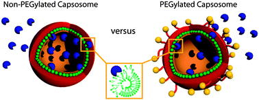 Graphical abstract: Degradation of liposomal subcompartments in PEGylated capsosomes