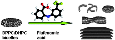 Graphical abstract: Structural effects of flufenamic acid in DPPC/DHPC bicellar systems