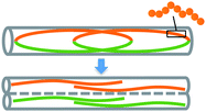 Graphical abstract: Ring polymers as model bacterial chromosomes: confinement, chain topology, single chain statistics, and how they interact