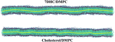 Graphical abstract: Impact of sterol tilt on membrane bending rigidity in cholesterol and 7DHC-containing DMPC membranes