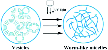 Graphical abstract: Photo-induced phase transition from multilamellar vesicles to wormlike micelles