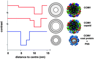 Graphical abstract: Solution scattering studies on a virus capsid protein as a building block for nanoscale assemblies