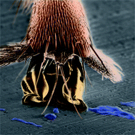 Graphical abstract: Fluid-based adhesion in insects – principles and challenges