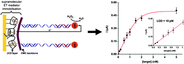Graphical abstract: Supramolecular confinement of polymeric electron transfer mediator on gold surface for picomolar detection of DNA
