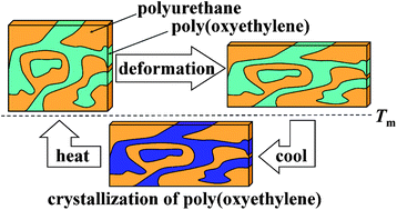 Graphical abstract: Shape memory properties of polyurethane/poly(oxyethylene) blends