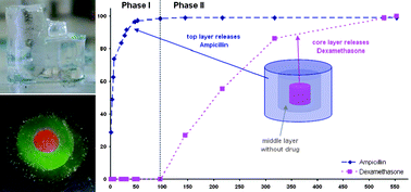 Graphical abstract: Polysaccharide based covalently linked multi-membrane hydrogels