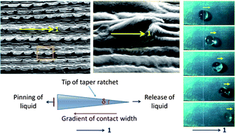 Graphical abstract: Directional shedding-off of water on natural/bio-mimetic taper-ratchet array surfaces