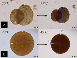 Graphical abstract: Thermo-responsive adhesion properties of composite hydrogel microcapsules