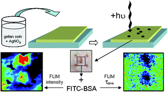 Graphical abstract: In situ formation of silver nanostructures within a polysaccharide film and application as a potential biocompatible fluorescence sensing medium