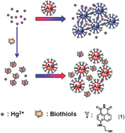 Graphical abstract: Hg2+-mediated aggregation of gold nanoparticles for colorimetric screening of biothiols