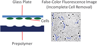 Graphical abstract: Separation of bacteria with imprinted polymeric films